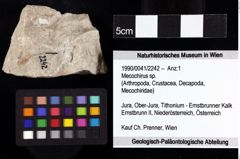 Foto (Objket + Etiketten) von Mecochirus sp. 